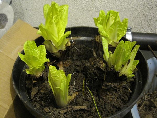 Chicoree in der Waschküche