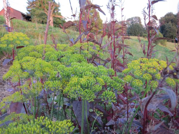 Rote Melde mit Dill