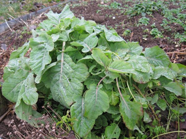 Ewiger Kohl mitten im Winter