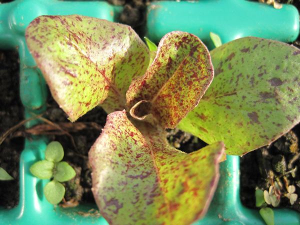 Schon das Jungpflänzchen ist forellenartig gefärbt