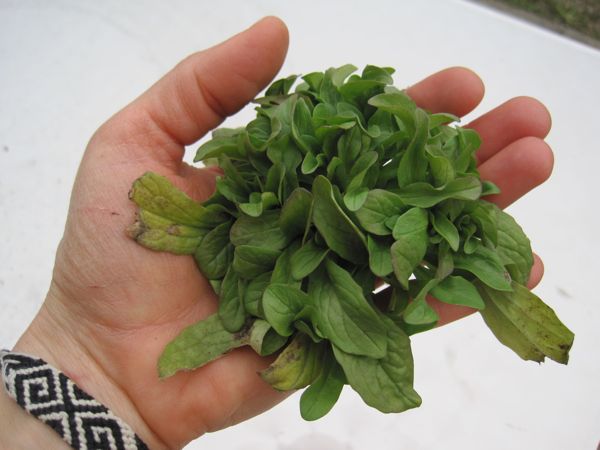 Dies ist eine einzige Pflanze!