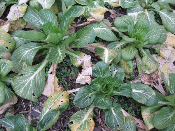 März 2012: Dieser Pak Choi hat den strengen Winter gut überstanden