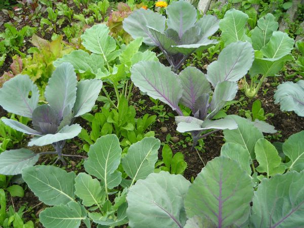 Junger Rotkohl in Mischkultur mit Ringelblumen, Kohlrabi und Salat