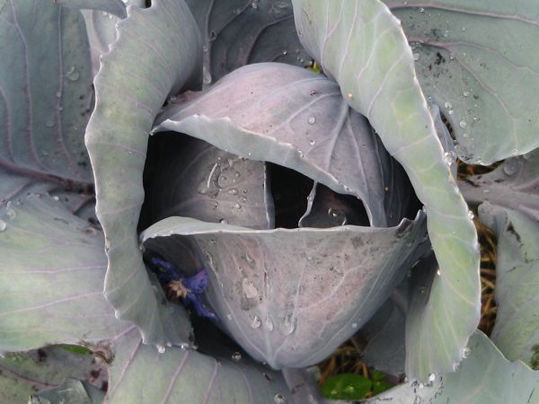 Halbwüchsiger Kohlkopf