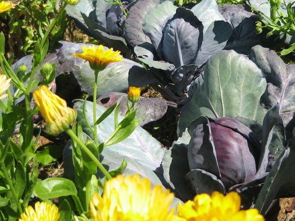 Rotkohl liebt die Gesellschaft von Ringelblumen