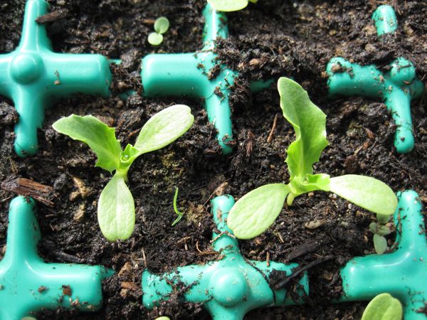 Jungpflänzchen für den Samenbau