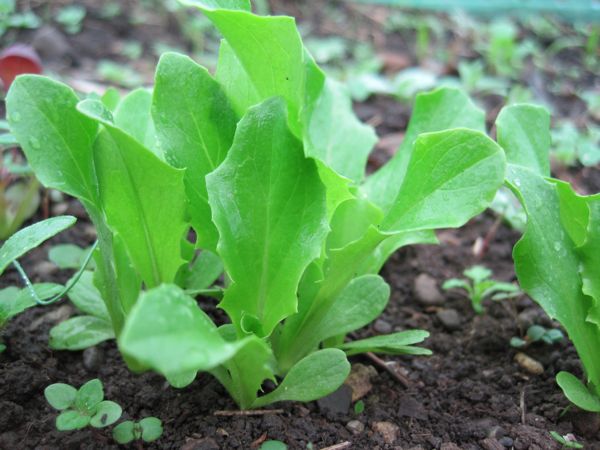 Frühe Ausaat im Folientunnel