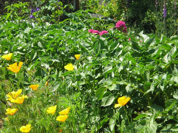 Kalifornischer Goldmohn, Bartnelken und Kartoffeln