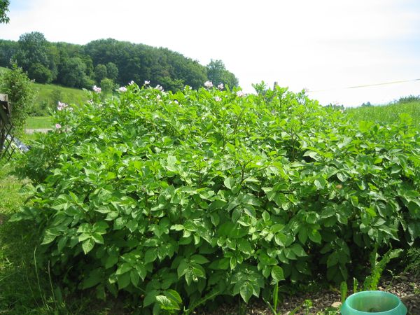 Verschiedene Kartoffelsorten im Juni
