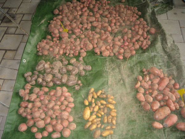 Von unten rechts im Uhrzeigersinn: Roseval, Charlotte, Rote Lötschentaler, Blaue Schweden, nochmals Rote Lötschentaler