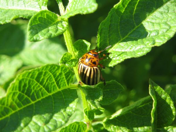 Eigentlich ist er  wunderschön!