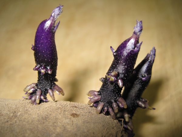 Vorgekeimter Blauer Schwede