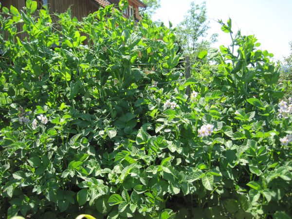 Kartoffeln und Erbsen - laut gängiger Mischkulturlehre ein Unding