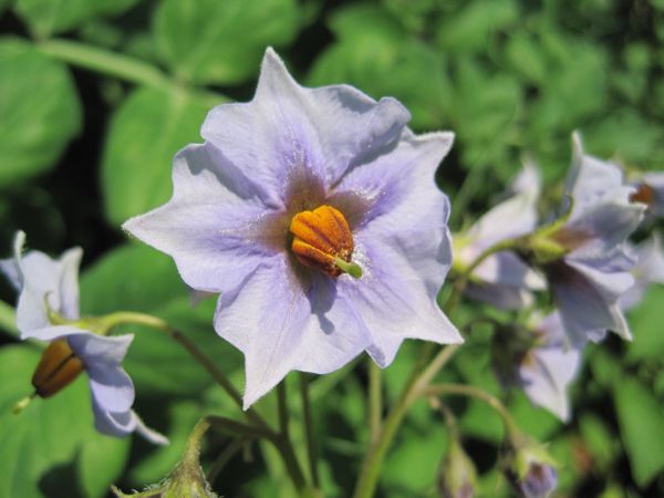 Blaue-Schwedenblüte - eine Schönheit