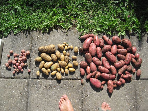 Von links: Huaycha, Charlotte, Roseval