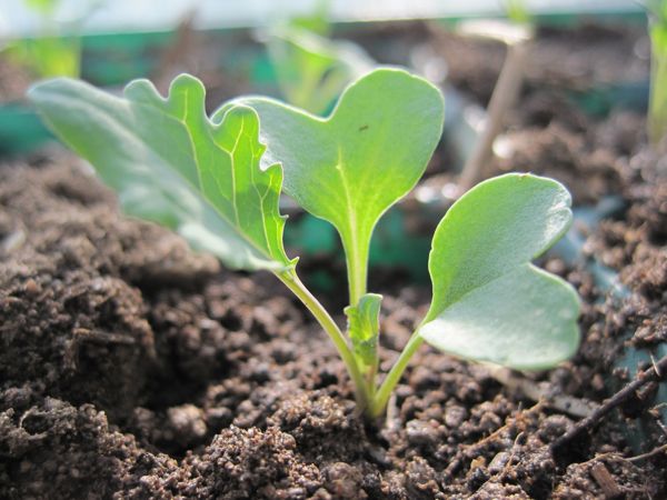 Frisch pikierter Setzling