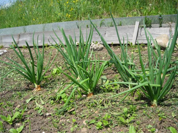 Wieder ausgepflanzte Zwiebeln für die Samenproduktion