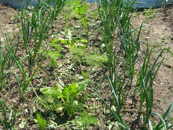 Zwiebeln in Mischkultur mit Fenchel und Krautstiel