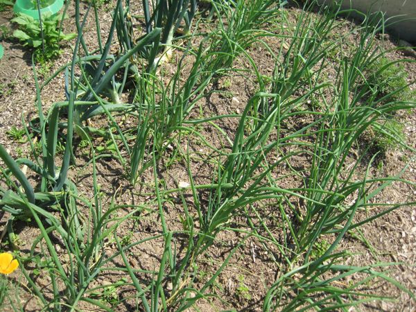 Rechts drei Reihen gesäte Zwiebeln, links eine Reihe Steckwziebeln