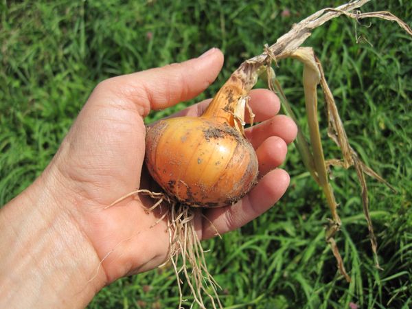 Aus Samen gezogene Zwiebel