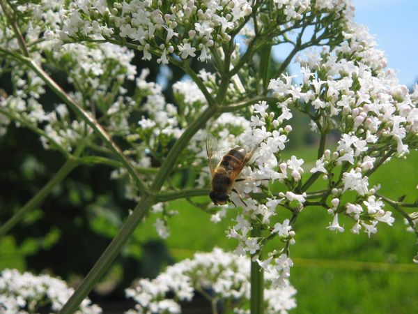 Baldrian blüht weiss...
