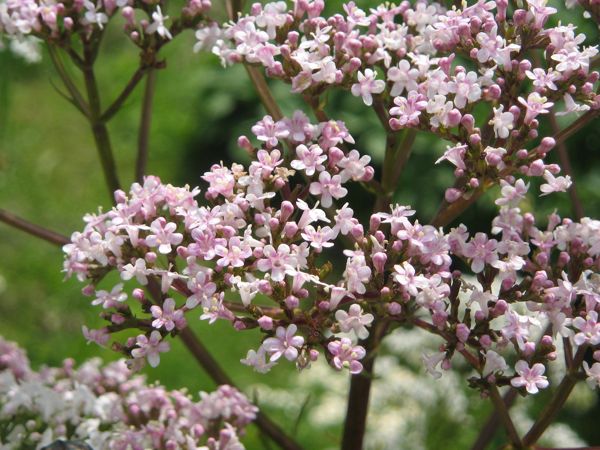 ...Baldrian blüht rosa...
