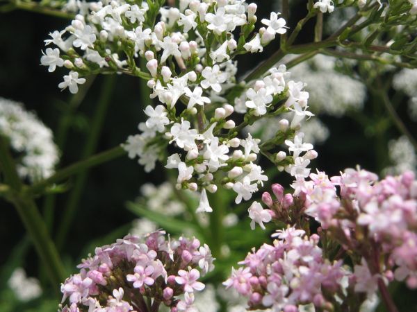 ...und manchmal blüht er weiss und rosa gleichzeitig!