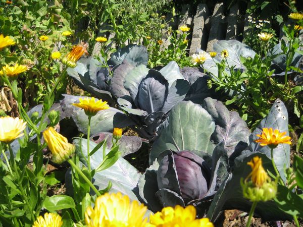 Begleiterin des Rotkohls