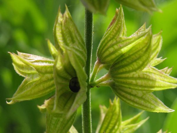 Samenstand des grünen Salbeis