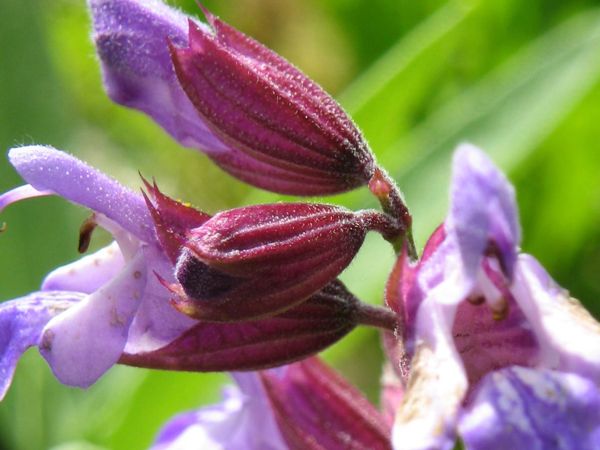 Lippenblüten des Grünen Salbeis