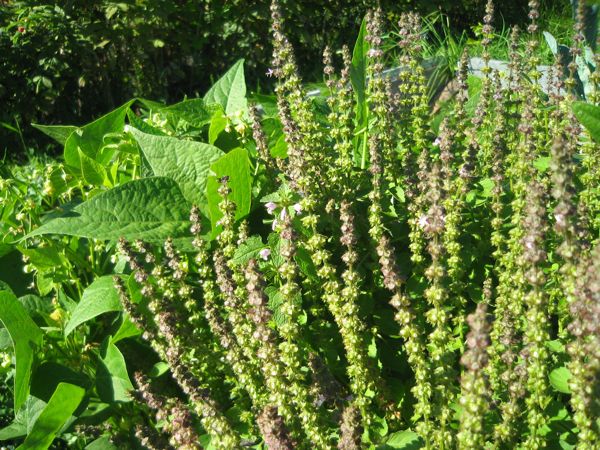 Blühendes Tulsi vor Bohnen