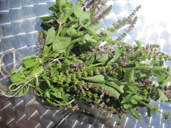 Zum Trocknen gebündelt