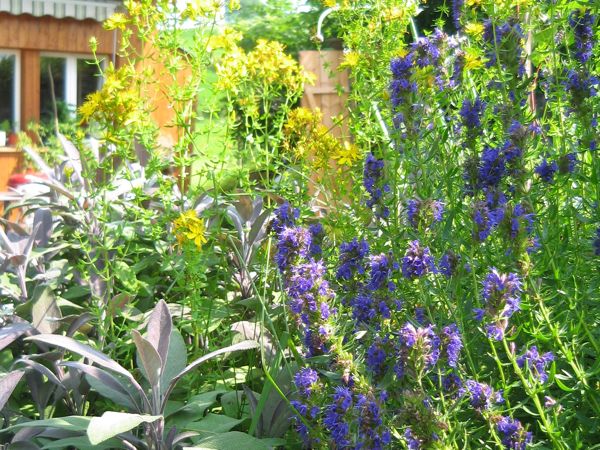 Ysop in Harmonie mit Johanniskraut und Salbei