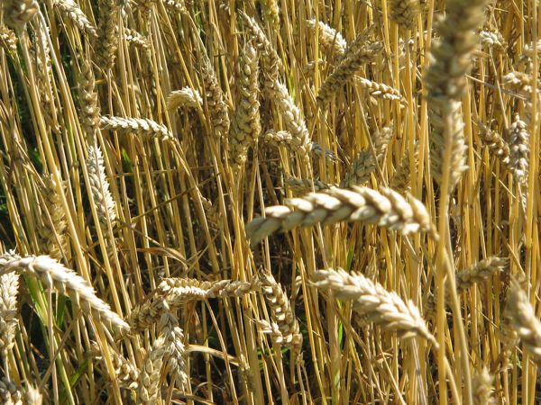 Erntereifer Winterweizen