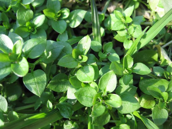 Die Vogelmiere bildet rasch dichte Teppiche