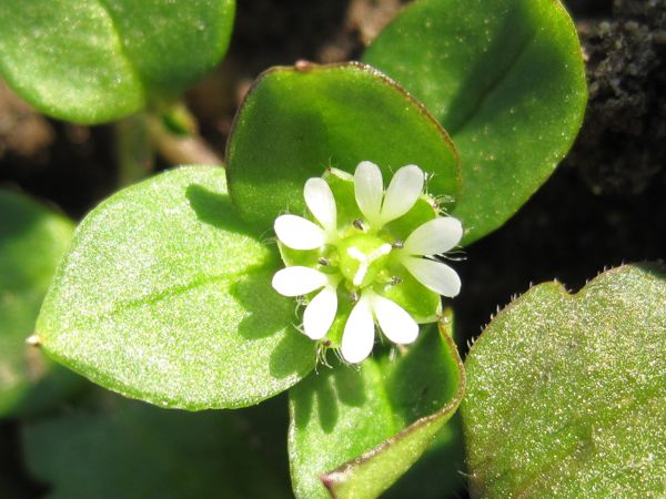 Die aussergewöhnliche Blüte ist nur wenige Millimeter gross