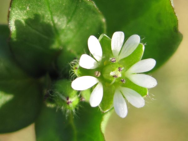 Die Staubbeutel beugen sich zum Stempel hin