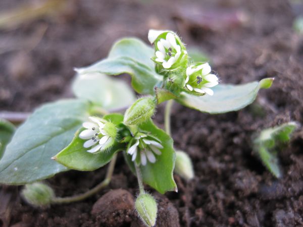 Die Pflanzen sind oft über und über mit kleinen Sternchen übersät